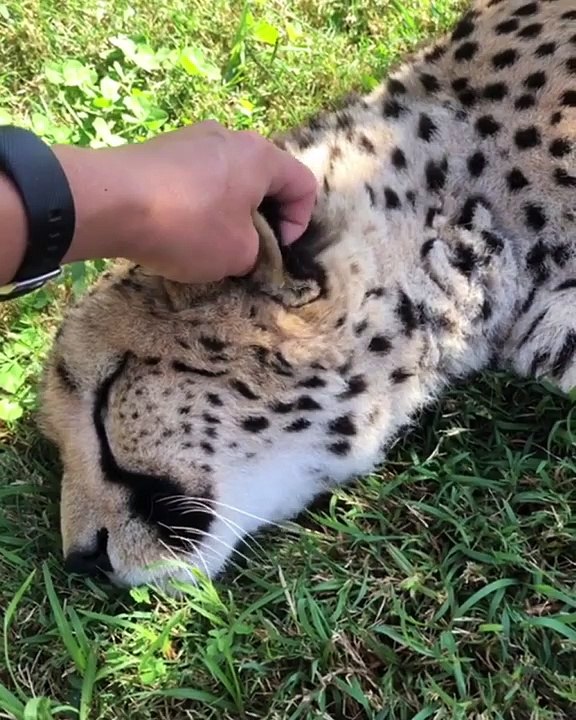 Quand un tigre adore qu'on lui caresse les oreilles. Trop drôle !