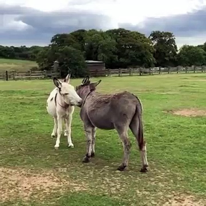 Deux ânes frères se font un toilettage mutuel. Adorable !