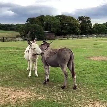 Deux ânes frères se font un toilettage mutuel. Adorable !