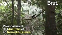 Le paradisier gorge-d'acier, un oiseau très séducteur