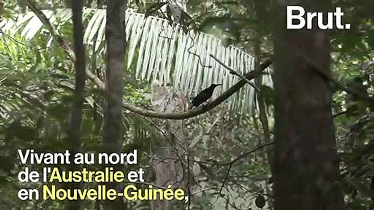 Le paradisier gorge-d'acier, un oiseau très séducteur