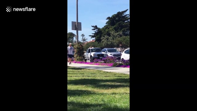 Truckload of golden retrievers seen barking with joy during US roadtrip
