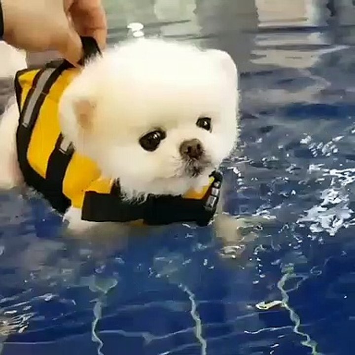 Quand un mignon petit chiot se met à la nage. Adorable !