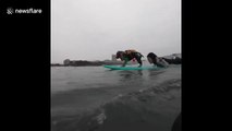 Adventurous spaniel learns how to surf the waves with his owner in Japan