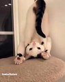 Quand un chat se met au Yoga. Ses positions sont hilarantes !