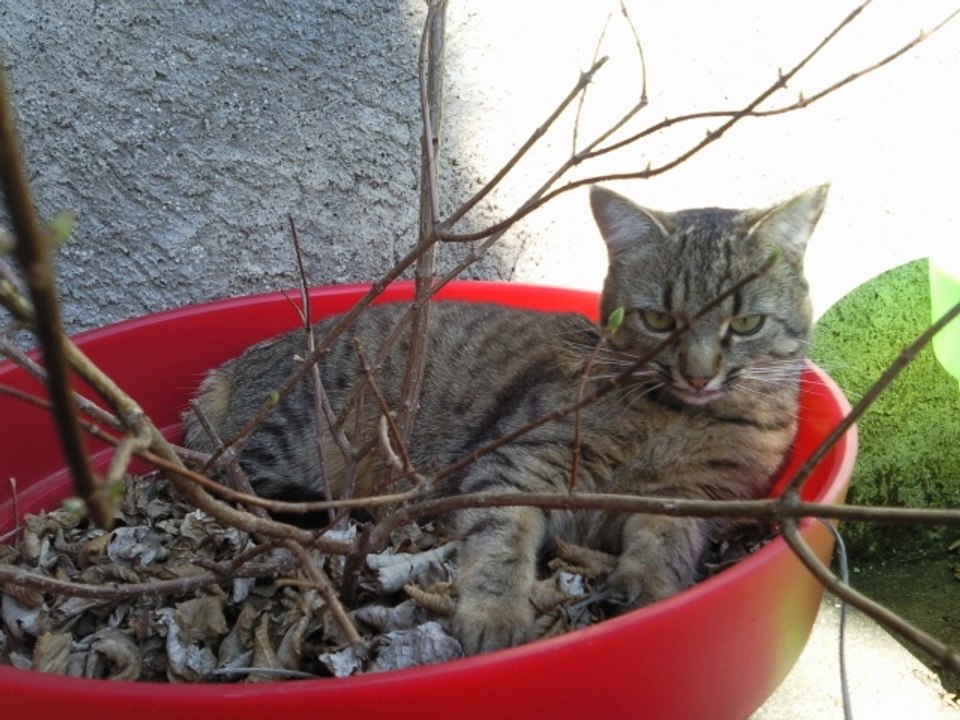 Vos Questions Jardin: Les répulsifs naturels contre les chats