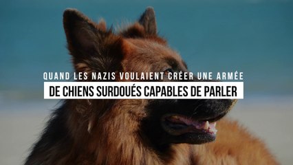 Quand les Nazis voulaient créer une armée de chiens surdoués capables de parler