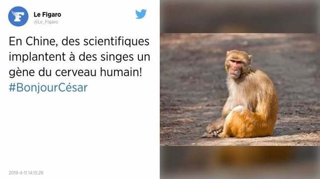 Chine. Des scientifiques implantent à des singes un gène du cerveau humain