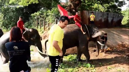 Elephants hold jumbo swimming race to keep fit in Thailand