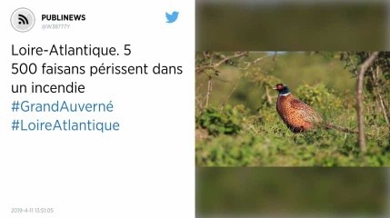 Loire-Atlantique. 5 500 faisans périssent dans un incendie