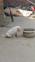 Yabancı Lisanını Daha Yavruyken Geliştirip Horozca Öğrenen Köpekçik