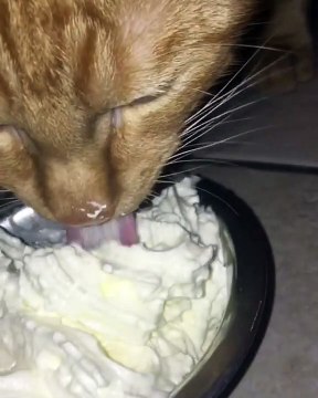 Ce mignon chaton roux apprécie sa crème glacée. Trop mignon !