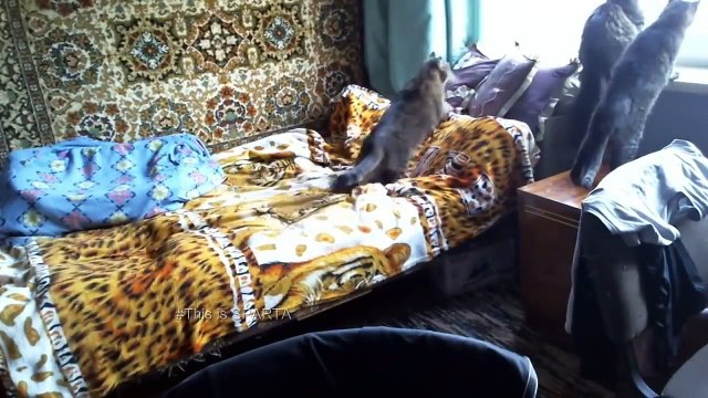 MEJORES VÍDEOS DE INTERNET LO VIRAL (ABRIL) - VIDEOS VIRALES 2019 -