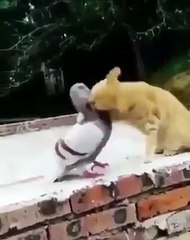 Un chat se bat contre un oiseau qui l'embête. Épique !