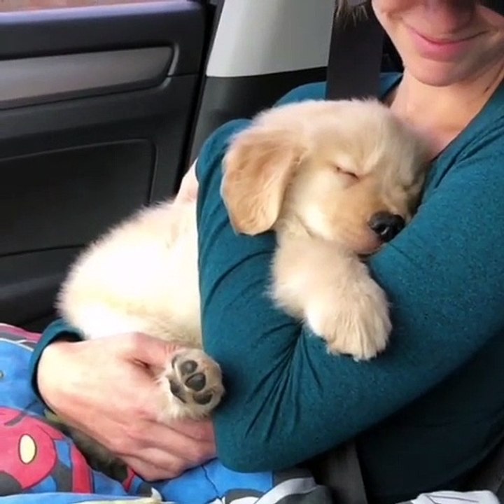 Ce magnifique chiot adore dormir dans les bras de maman. Trop cute !
