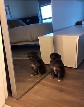 Un chiot voit son reflet dans le miroir pour la première fois. A mourir de rire !