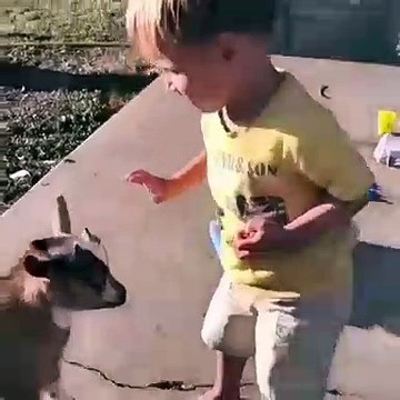 Regardez la réaction de ce chevreau quand un petit garçon le frappe est étonnante !!