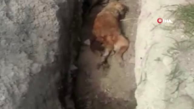 Burdur'da Hayvan Katliamı İddiasıyla İlgili 4 Kişi Hakkında Soruşturma Başlattı.