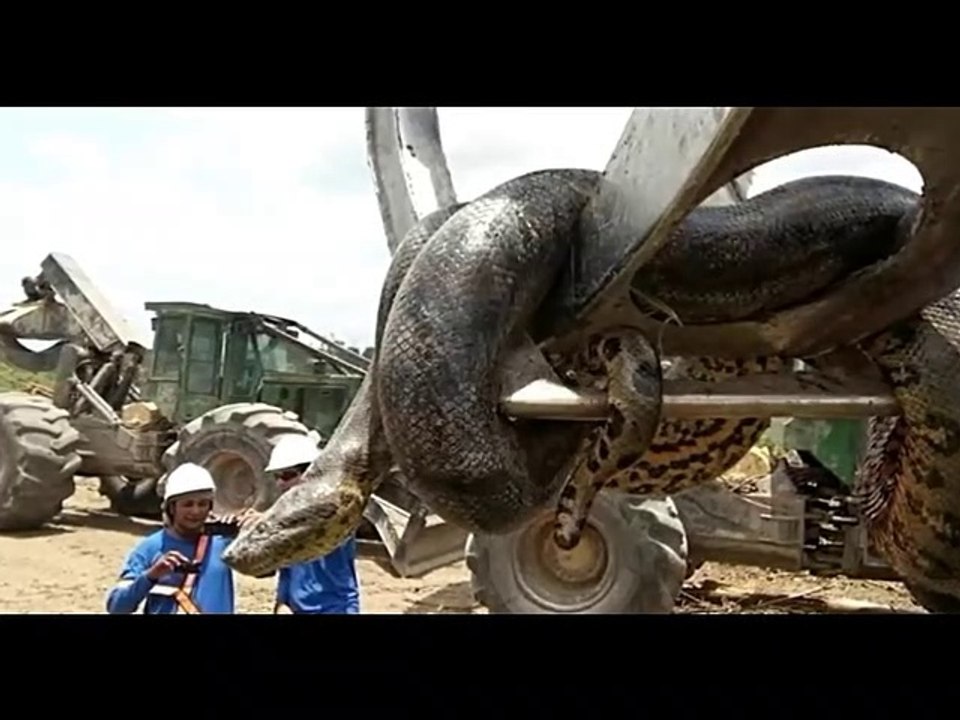 7 Biggest Snakes ever