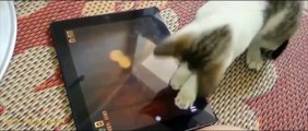 Konuşan Kediler 1 - En Komik Kedi Videoları