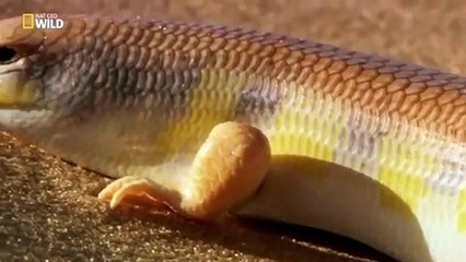 Belgesel - Komik Karadeniz Dublaj