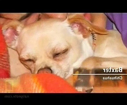 Dog Whisperer S06E05 Seven, Sara, and Madeliene (The Hairy Houdini)