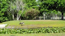Mama Crane Scares Alligators Away from Babies