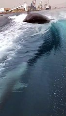 Dolphins Frolic and Follow Jet Boat