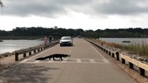 Alligator Moseys Across Crosswalk