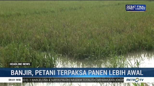 Banjir, Petani di Bandung Panen Lebih Awal