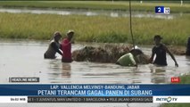 Sawah Terendam Banjir, Petani di Subang Merugi