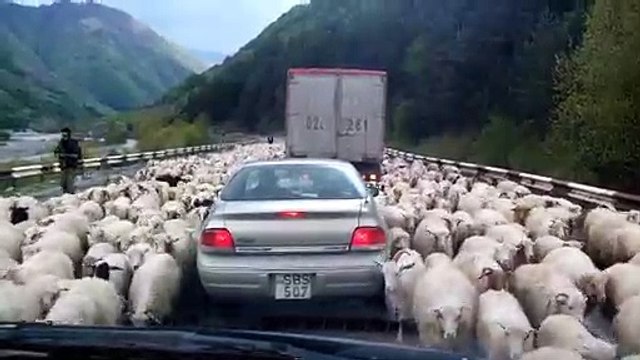 Voilà à quoi ressemblent les bouchons à la campagne