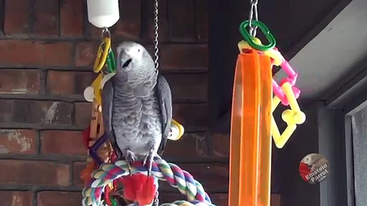 Parrot sweet talks the backyard squirrels