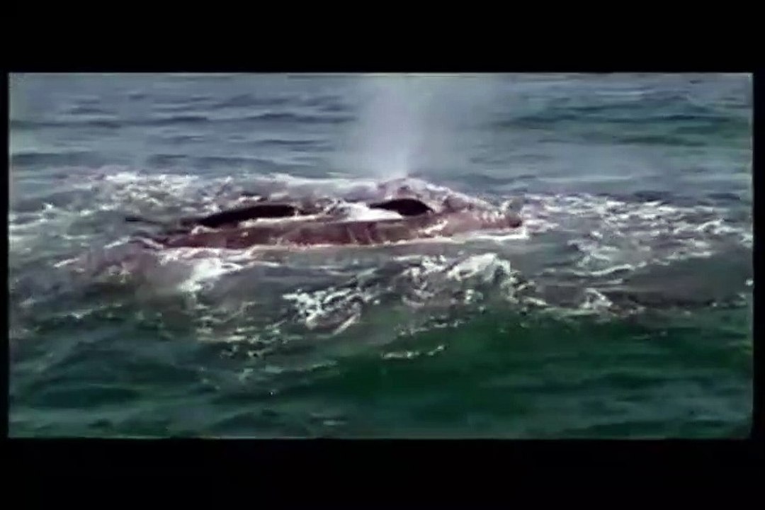 Orcas kill and devour an IMPACTANT whale