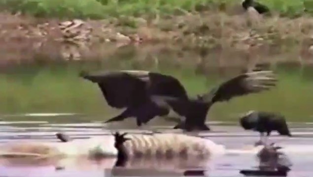 Vultures Eating Crocodile Dead The Prey Is Killed By Its Herd
