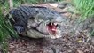 Crocodile attacks elephant, pig, impala   Animal attacks   Crocodile kills lion! Crocodile eating