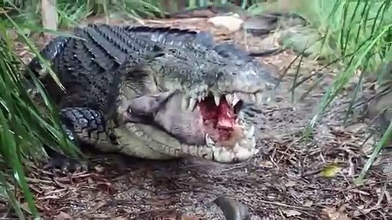 Crocodile attacks elephant, pig, impala   Animal attacks   Crocodile kills lion! Crocodile eating
