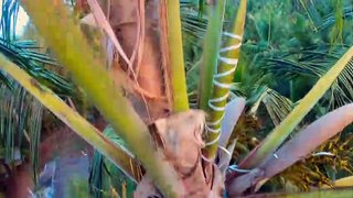 Toddy Kerala’s Backyard Beverage Harvesting Shot on GOPRO Hero Black 6