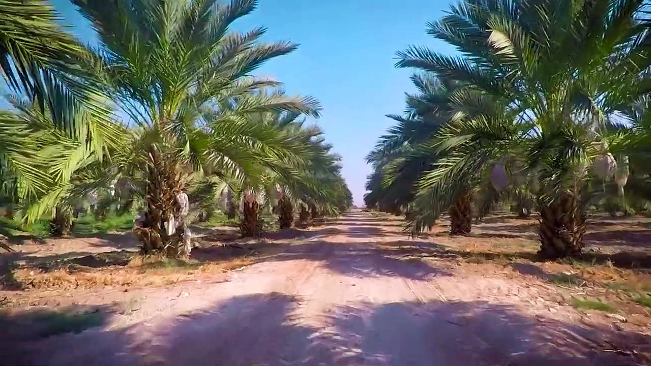 JORDAN RIVER DATES - FARMS & PACKING FACILITIES