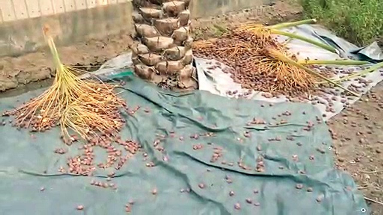 Thu hoạch của ngày ăn chay