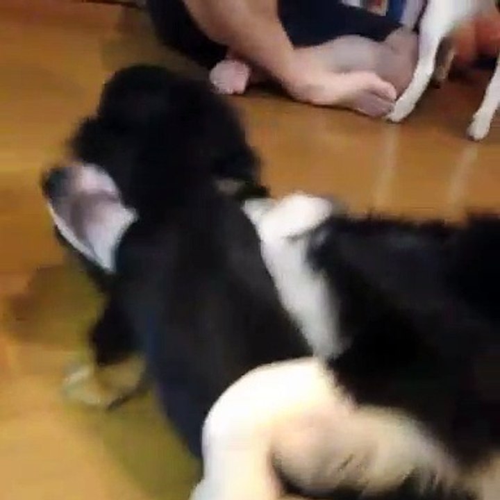 border collie and miniature dachshund puppies