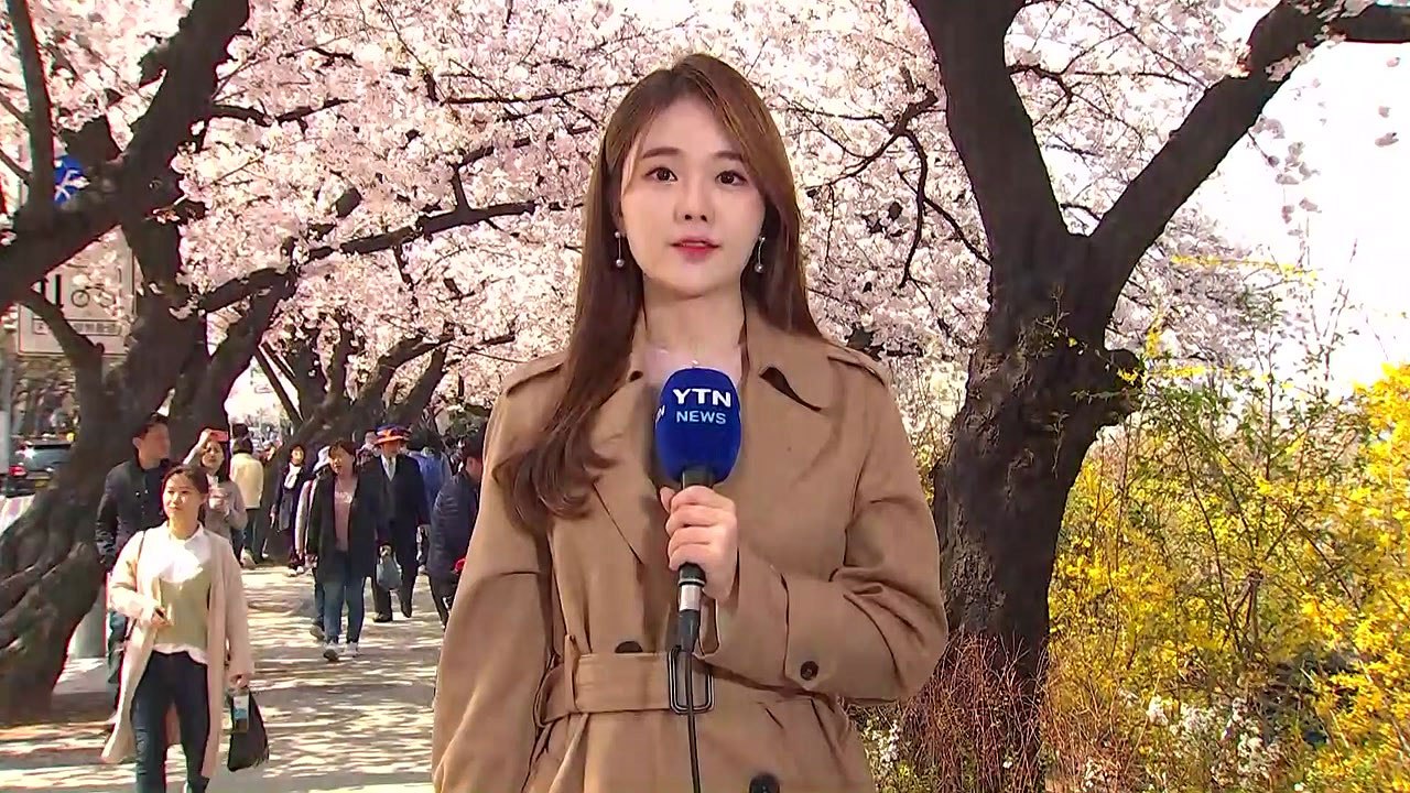 [날씨] 포근한 봄, 벚꽃 만발...대기 질 보통 / YTN