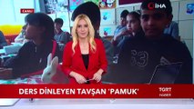 Ders Dinleyen Tavşan 'Pamuk'