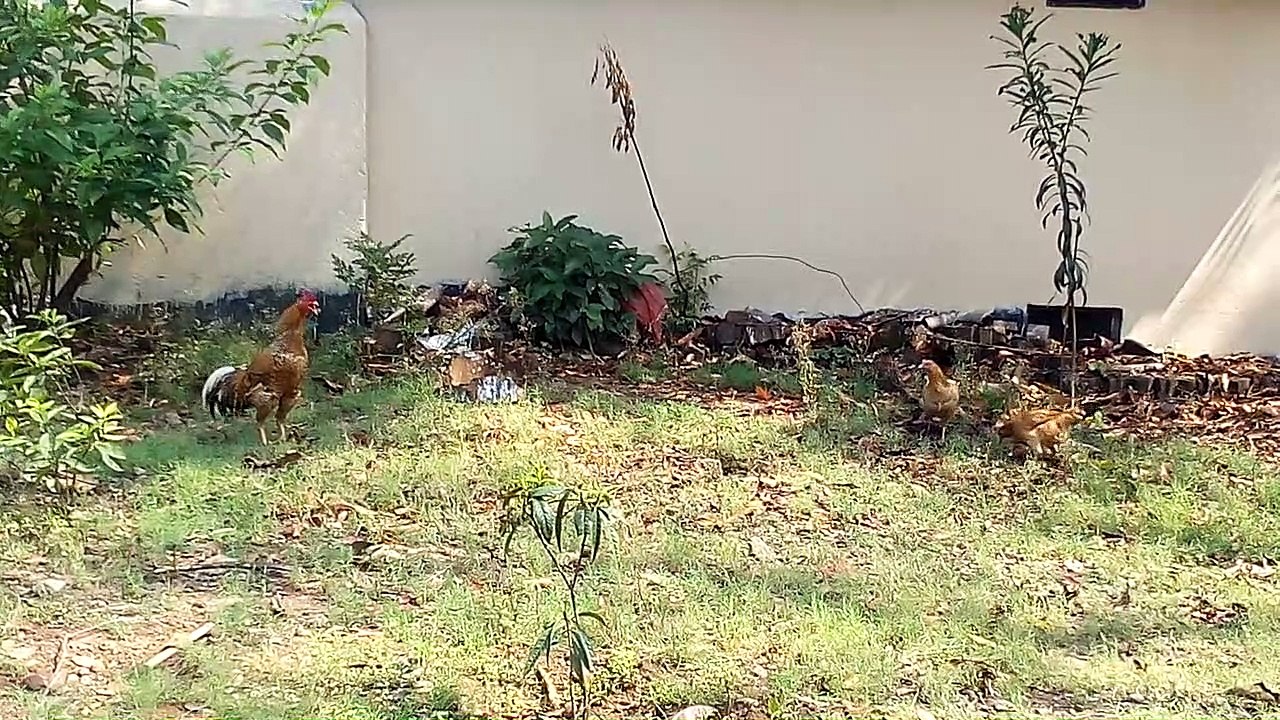 A Hen walking in the garden.