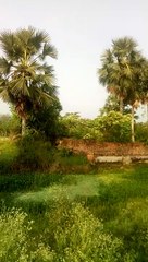 Identify the palm tree....male or female!?