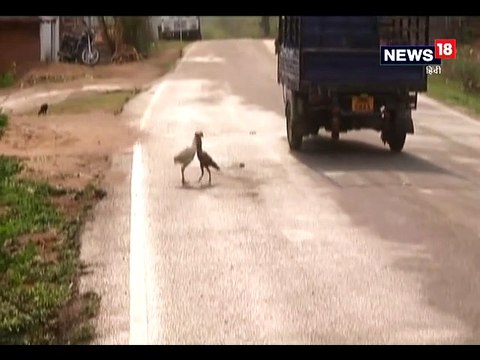 मुर्गों पर भी चढ़ा चुनावी बुखार, बीच सड़क पर लड़ाई का VIDEO वायरल-viral video of cock fight, it's side effect of loksabha election