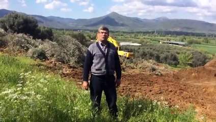 Ödemiş'te zeytin ağacı katliamı