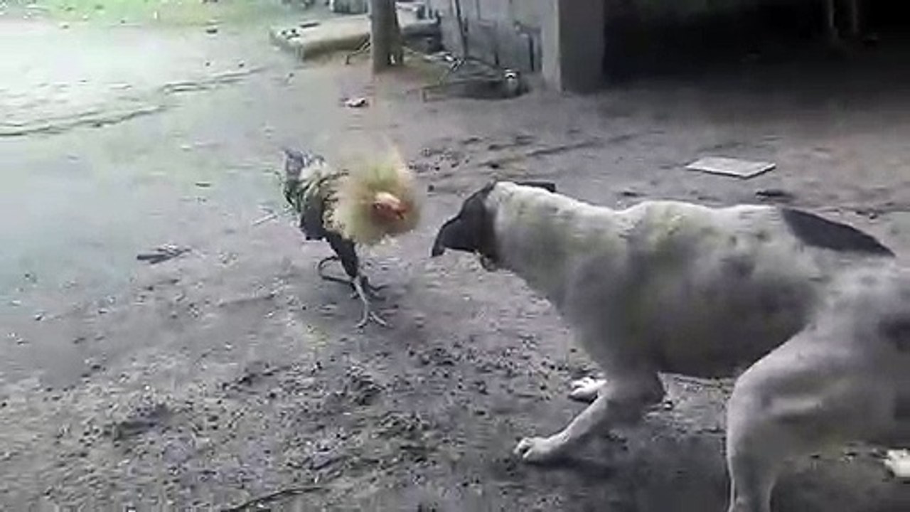 Dog VS Chicken