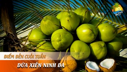 [ĐIỂM ĐẾN CUỐI TUẦN] -  Dừa xiêm Ninh Đa "ngon từ thịt, ngọt từ nước" | NHA TRANG TRAVEL