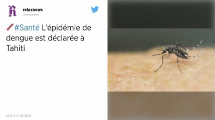 L’épidémie de dengue est déclarée à Tahiti, île faiblement immunisée contre cette maladie
